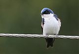 Blue-and-white Swallowborder=